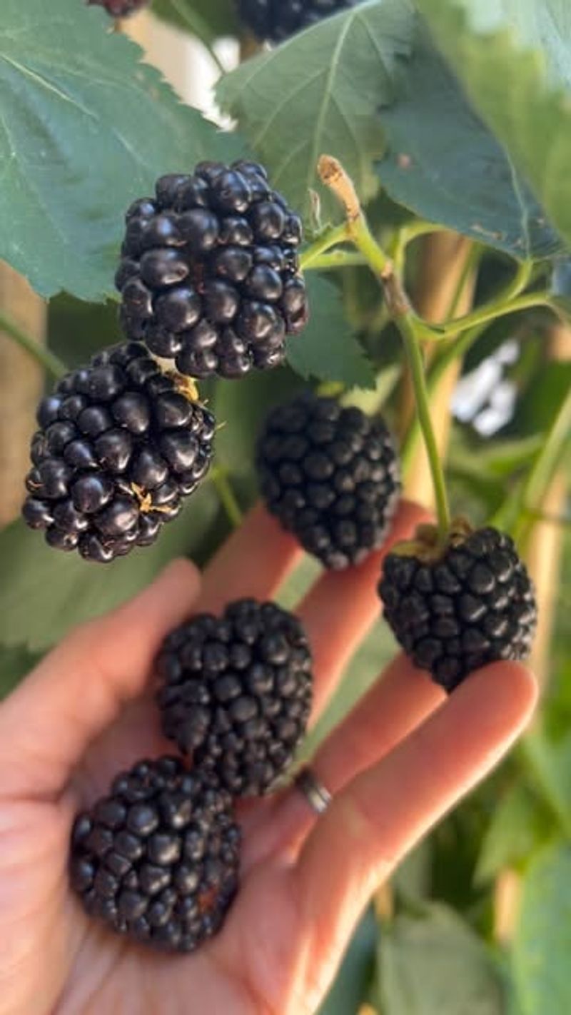 Blackberry Seeds