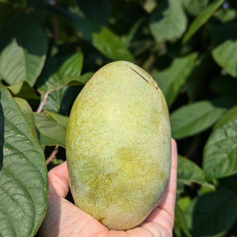 Pawpaw Seeds
