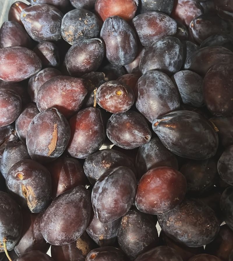 Plum Seeds
