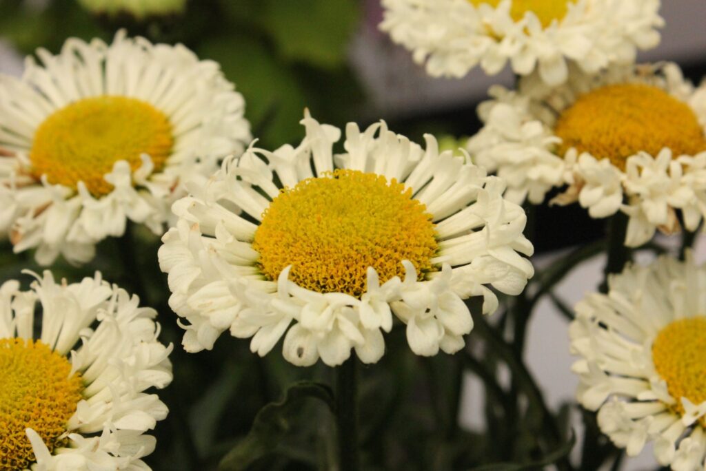 Leucanthemum