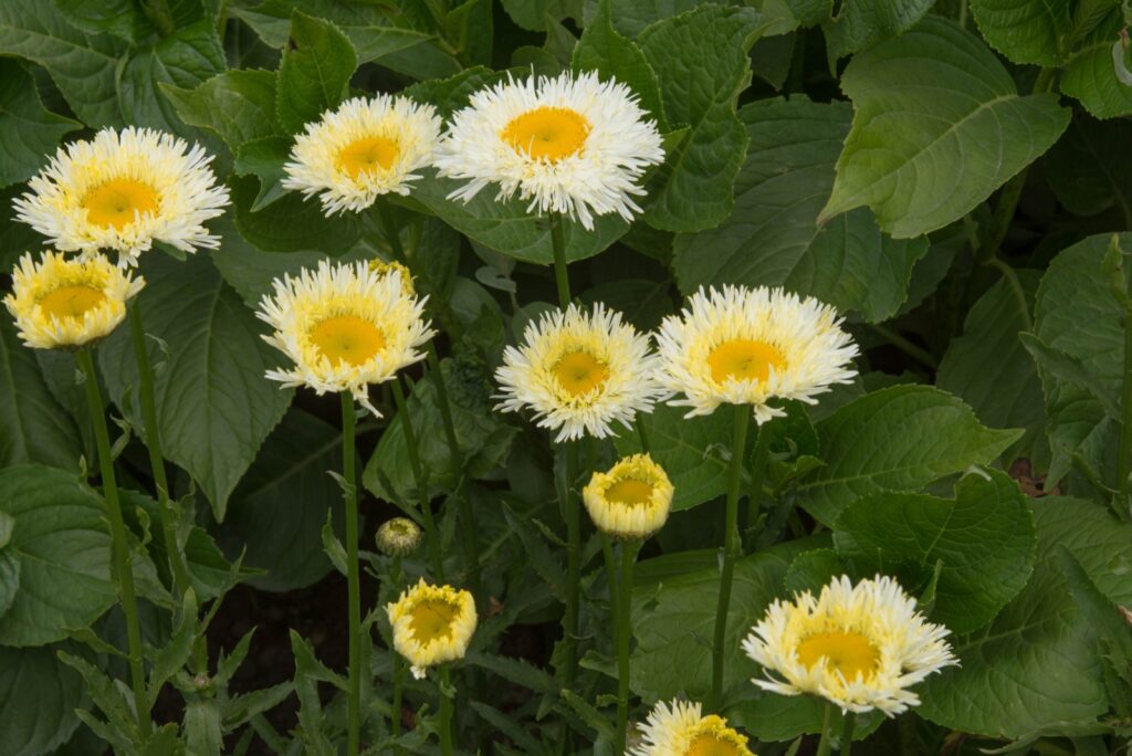 Flowering White Frilly Flower Heads on a Group of Shasta Daisies 