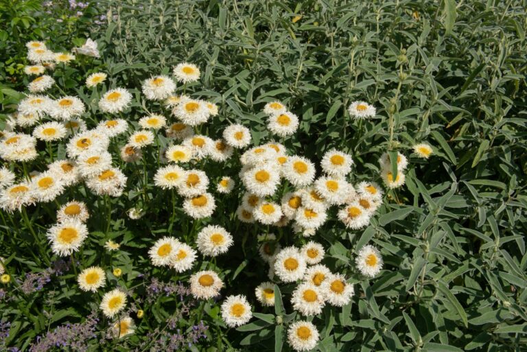 Flowering White Frilly Flower Heads on a Group of Shasta Daisies