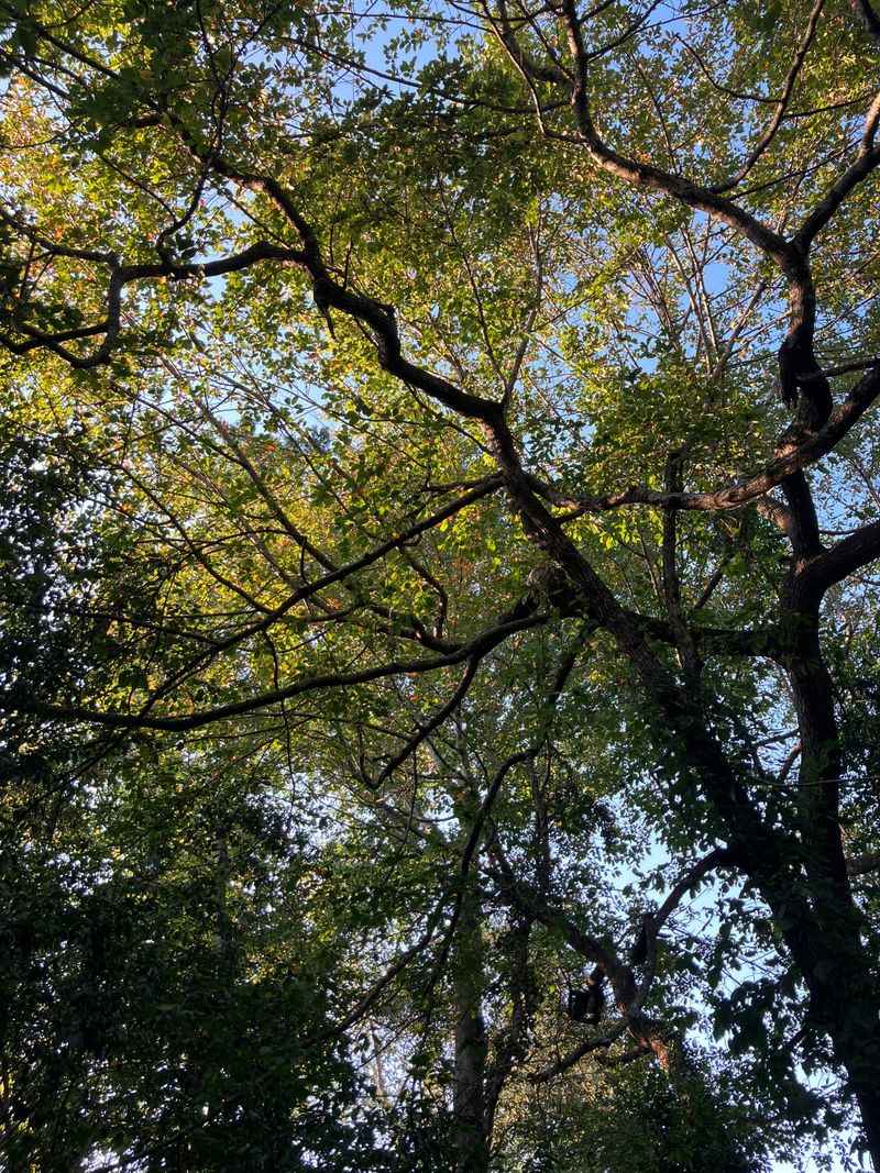 October Activity Peaks Before Winter
