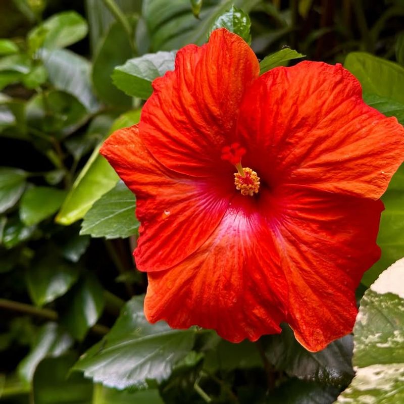 Red Hibiscus
