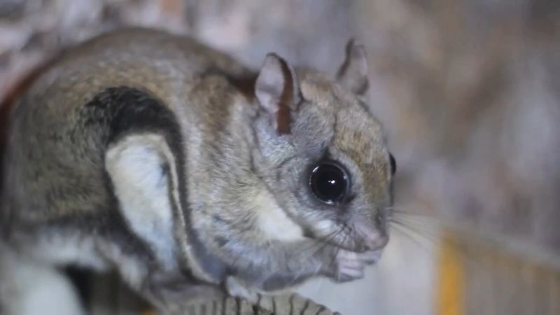 Northern Flying Squirrel