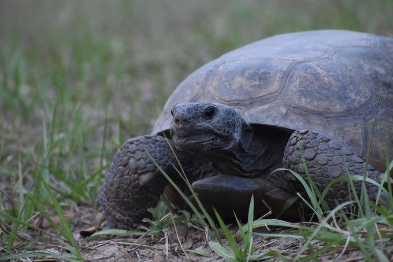 Gopher Tortoise