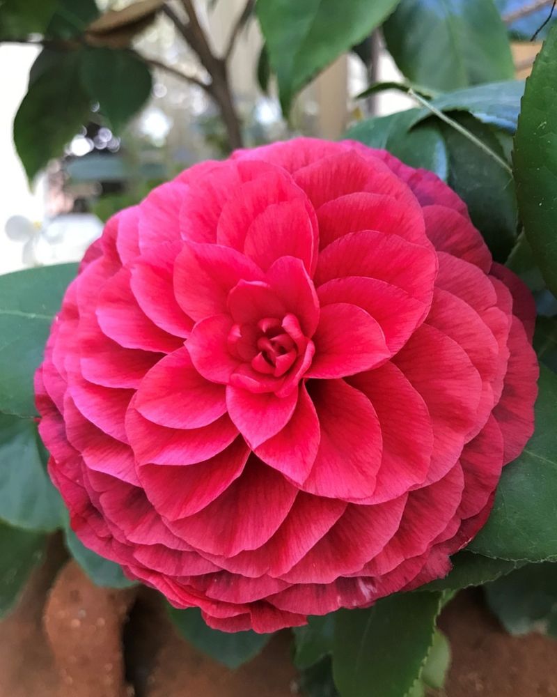 Red Camellia