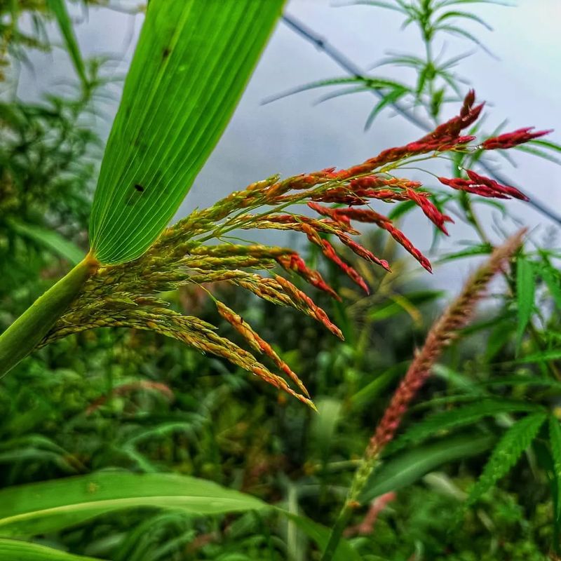 Johnson Grass (Sorghum halepense)