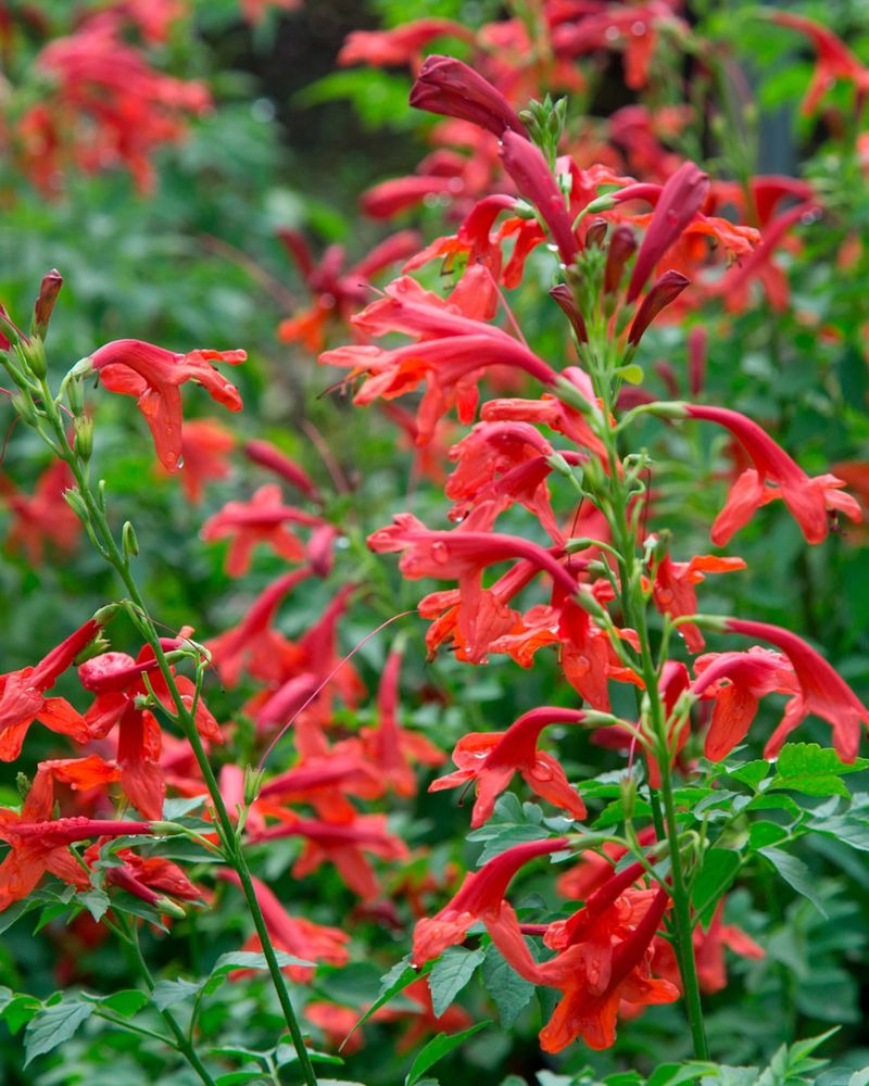 Red Salvia