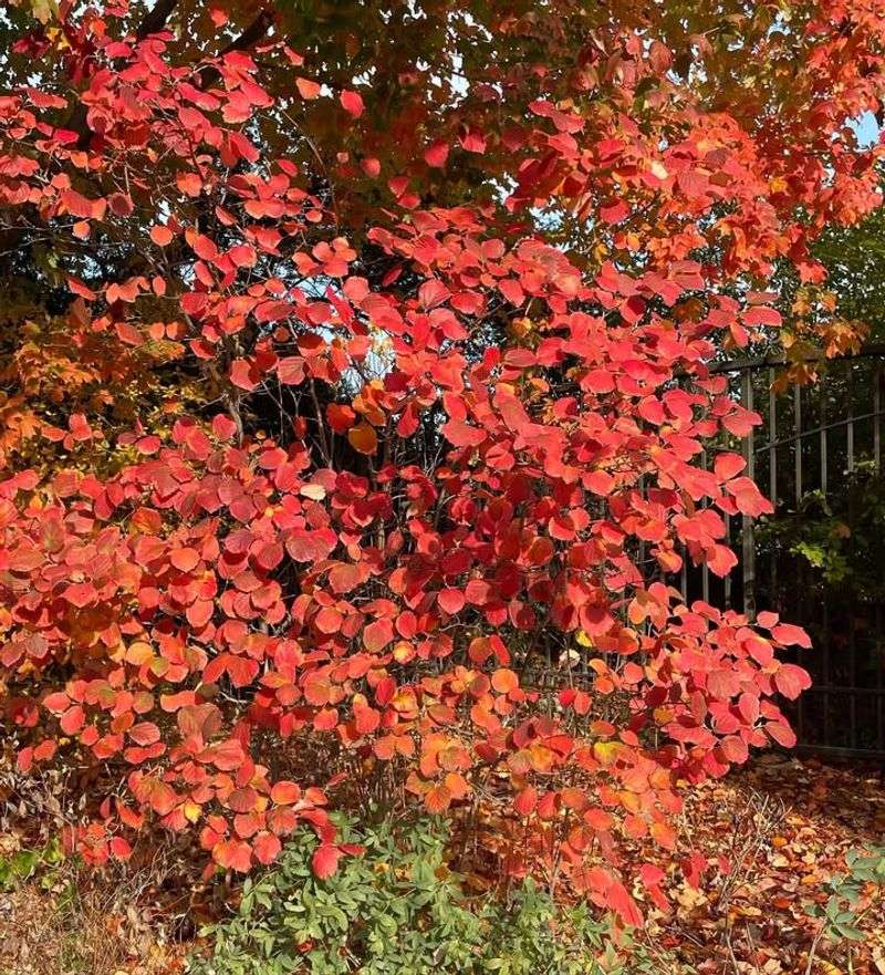 Fothergilla