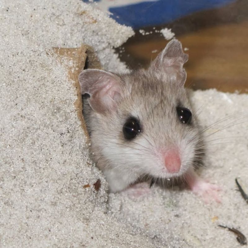 Alabama Beach Mouse