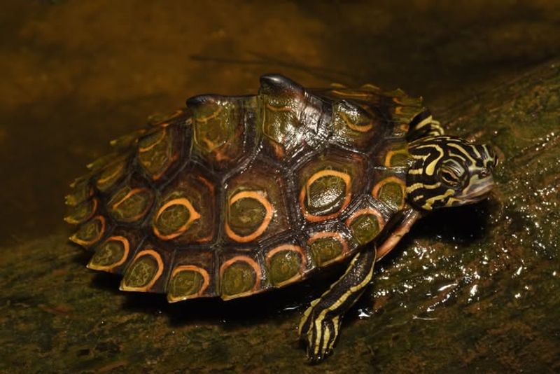 Ringed Map Turtle