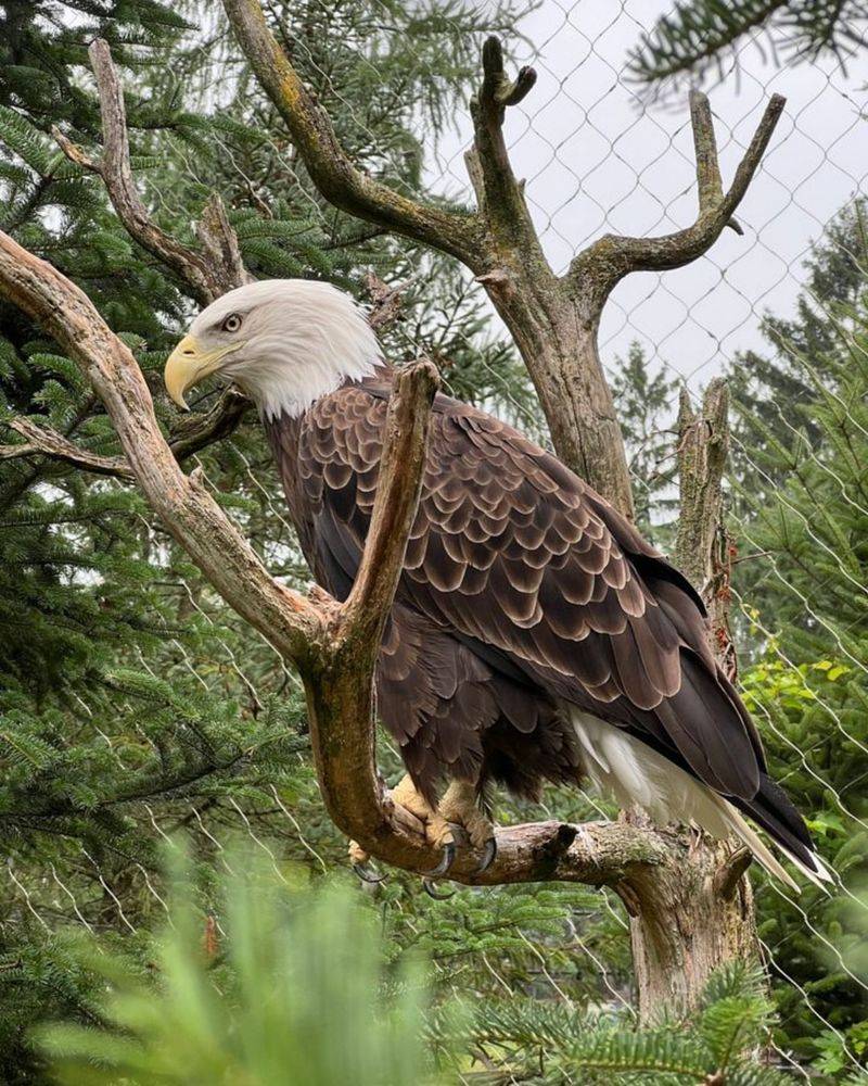 Bald Eagle