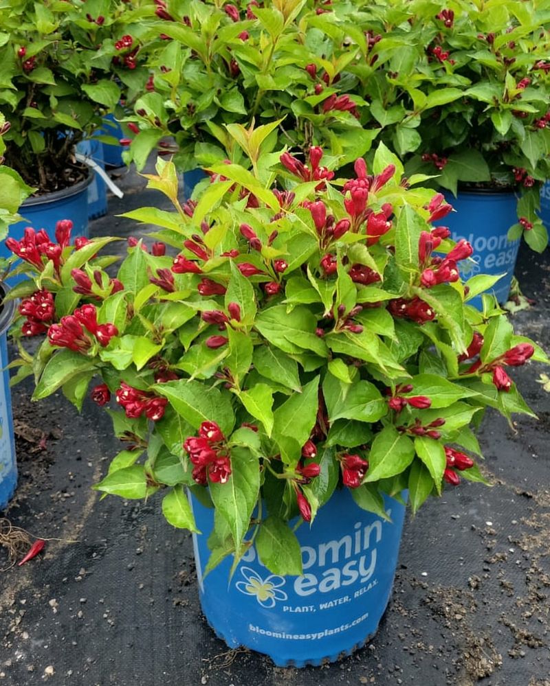 Red Weigela