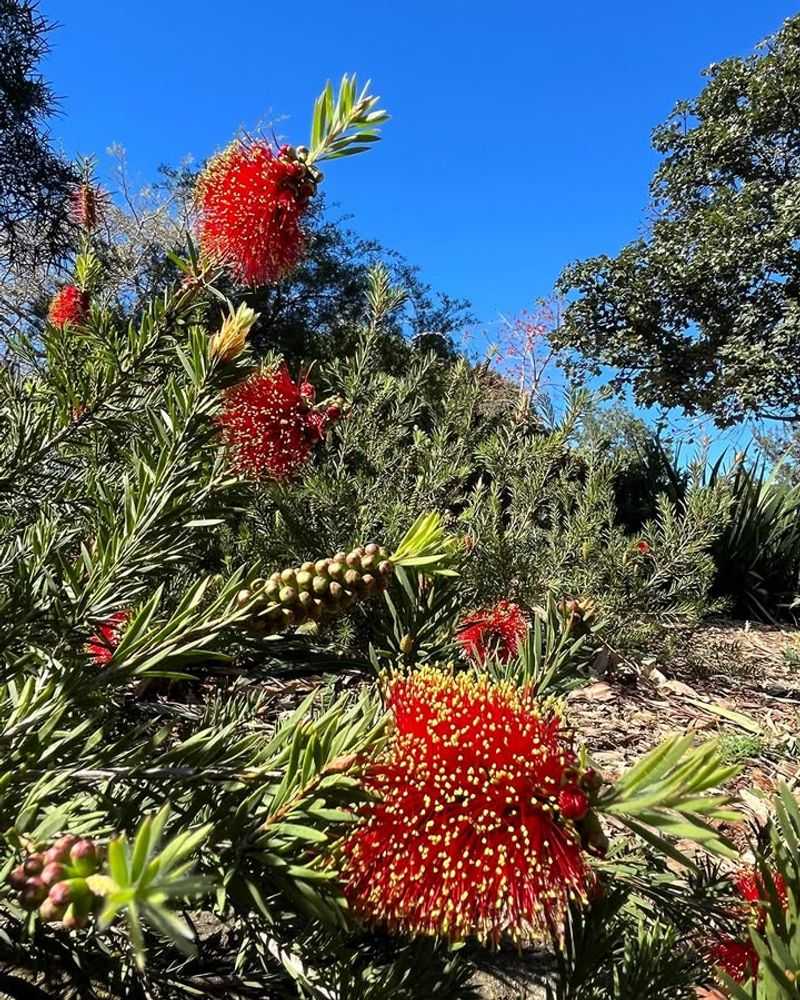 Red Bottlebrush