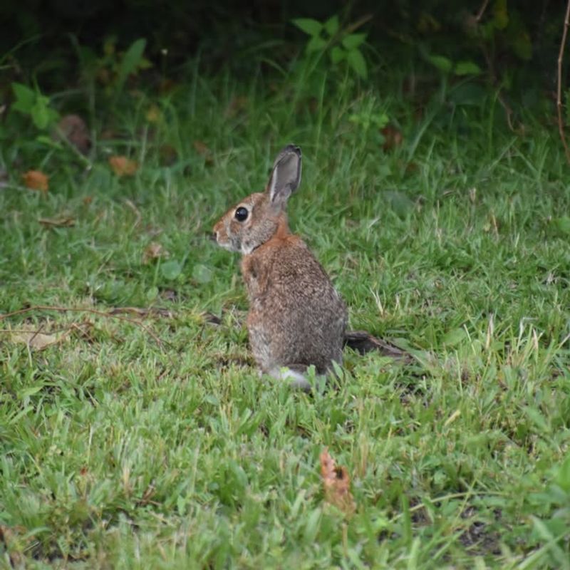 Eastern Cottontail Rabbit