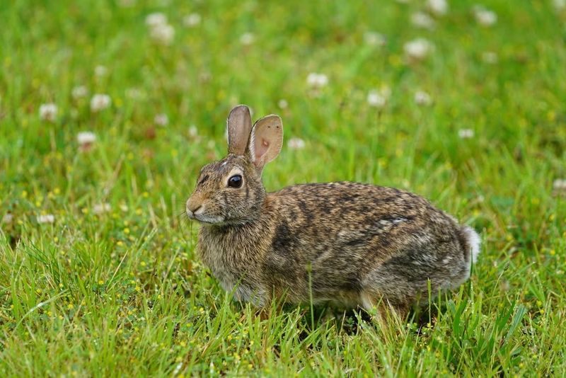 Eastern Cottontail Rabbit