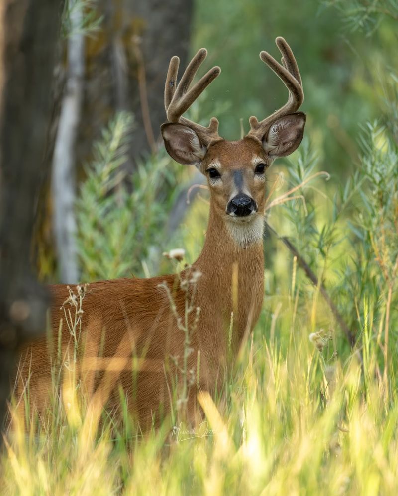 Whitetail Deer Herds