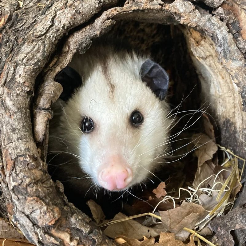 Opossums