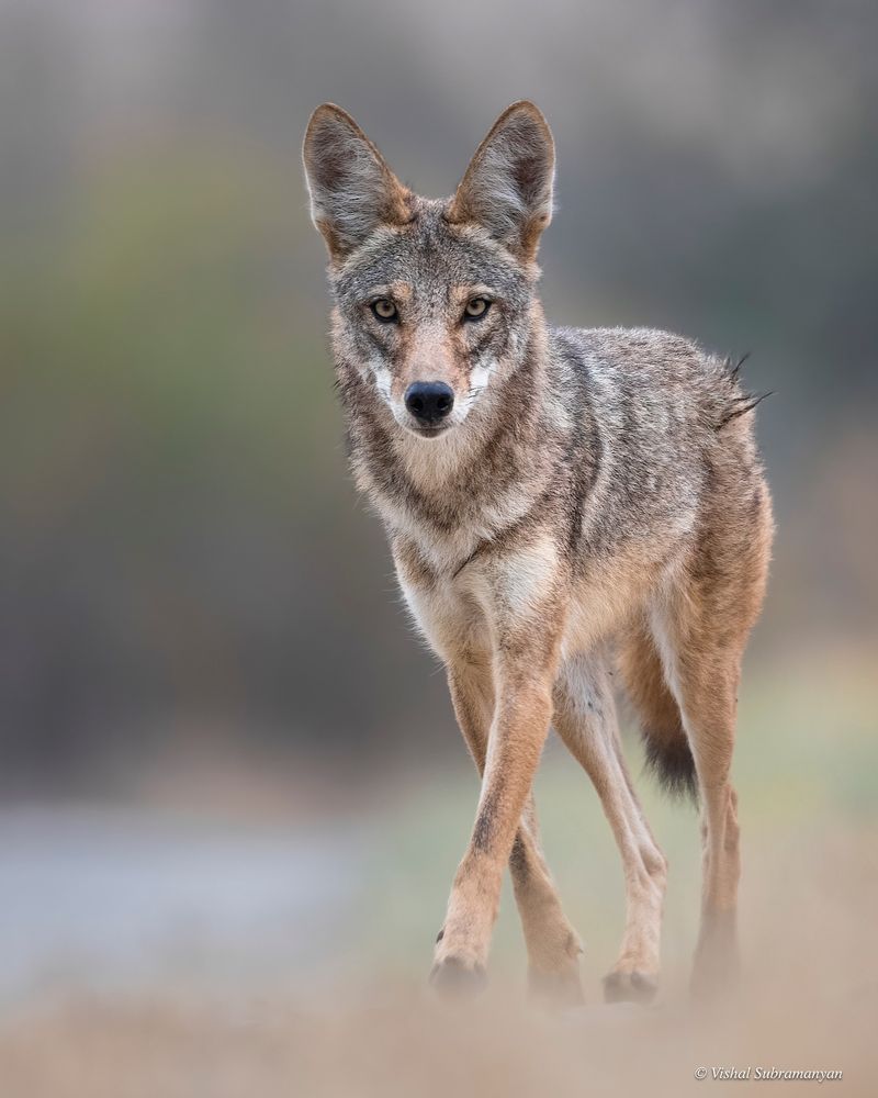 Coyotes