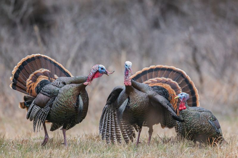 Wild Turkeys