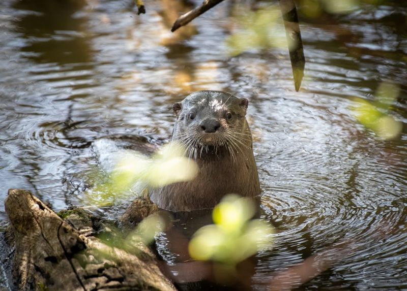 River Otters Explore Urban Waterways