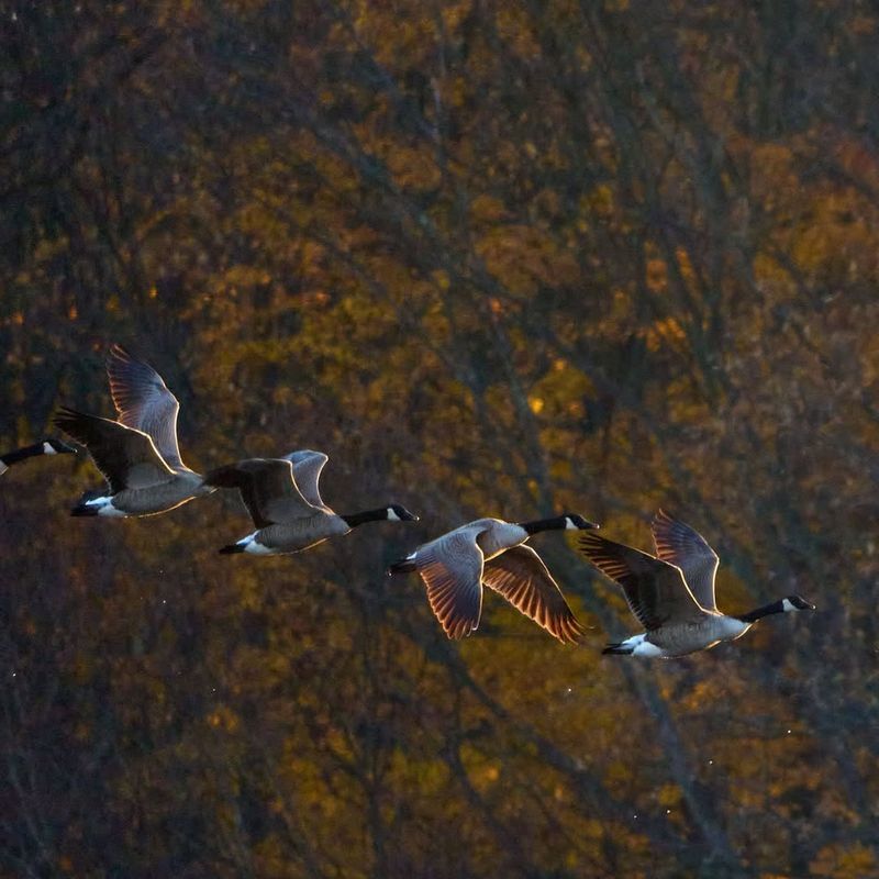 Canada Geese Taking Over Ponds