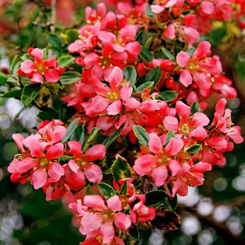 Red Escallonia