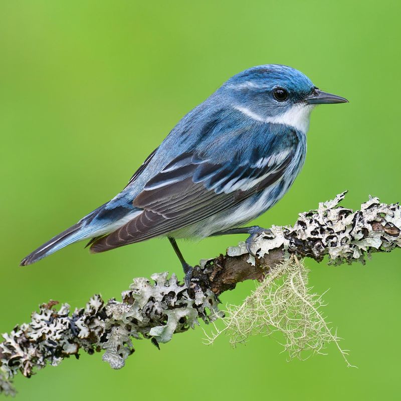 Cerulean Warbler