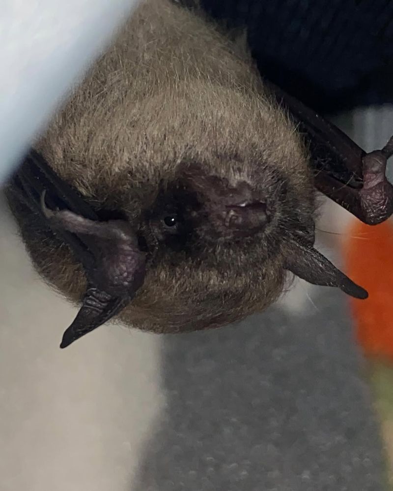 Little Brown Bat