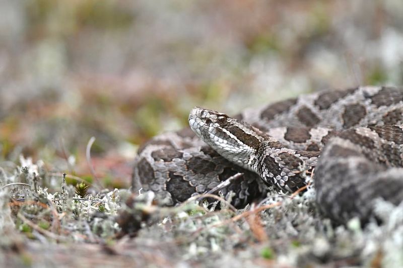 Massasauga Rattlesnakes
