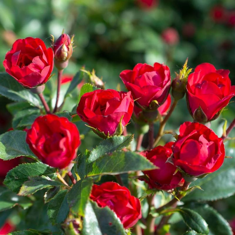 Red Rose