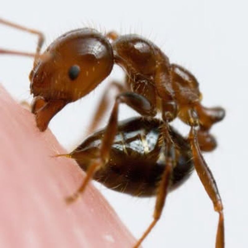 Black Imported Fire Ant