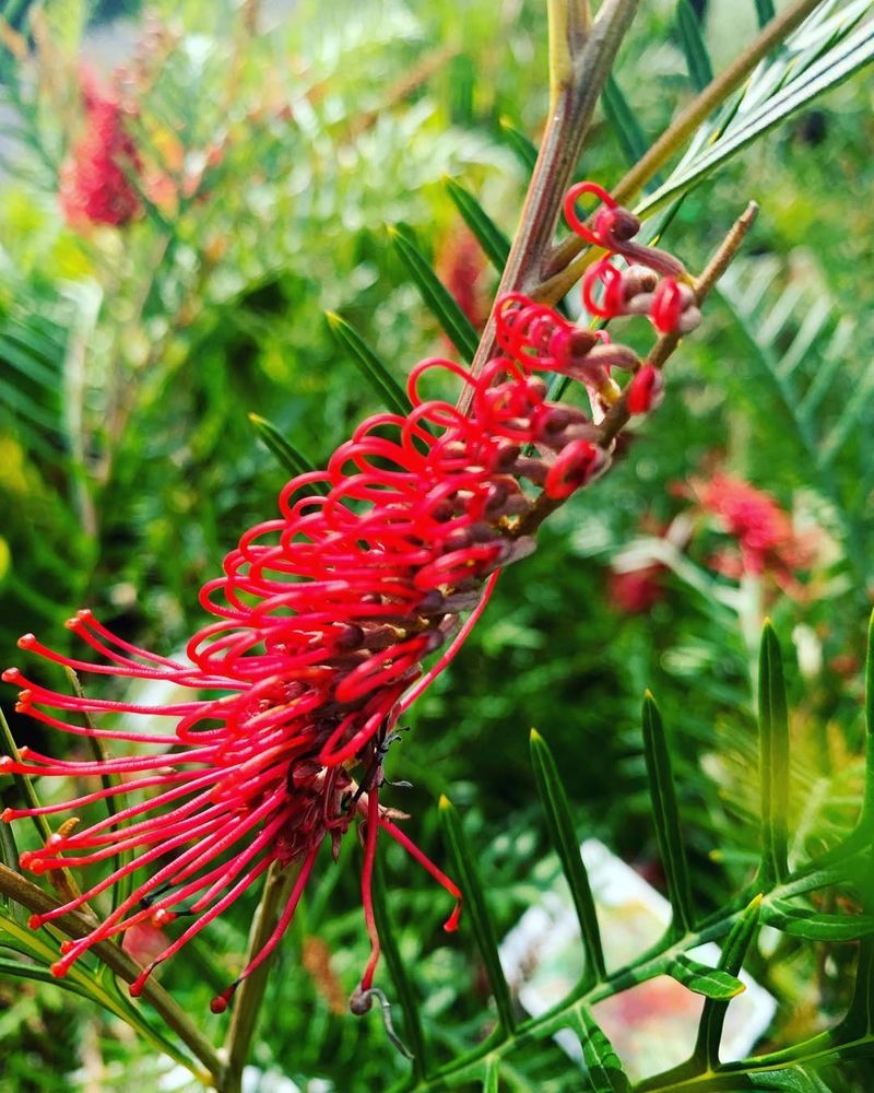 Red Grevillea