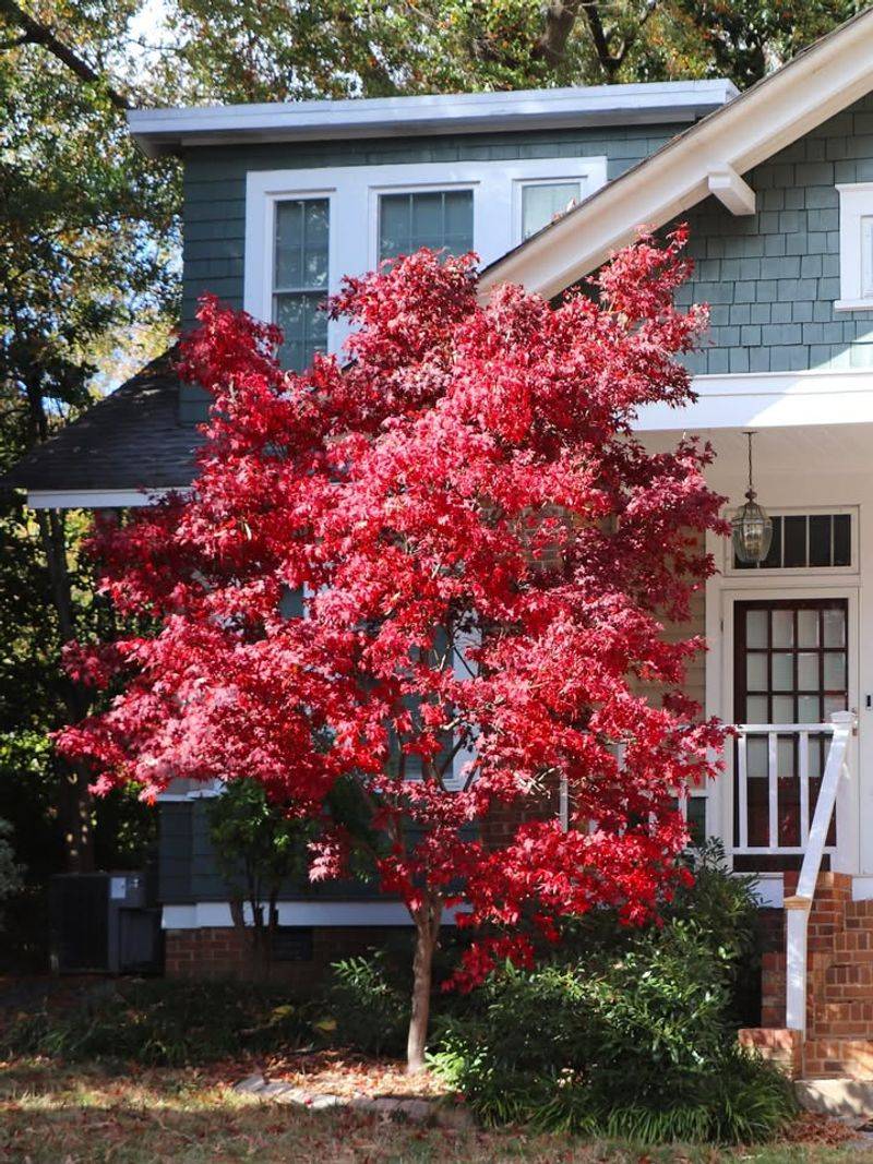 Japanese Maple