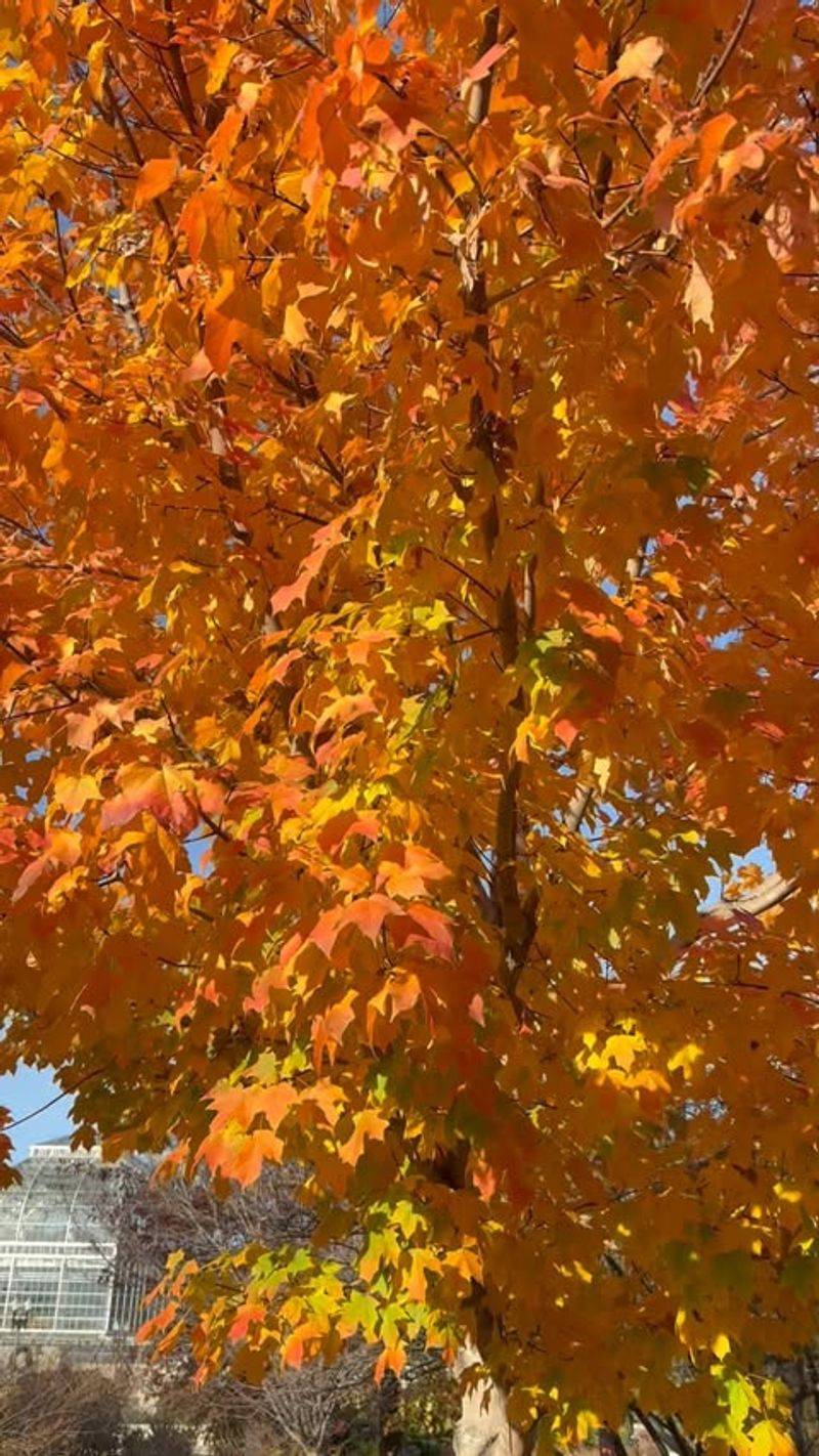 Sugar Maple
