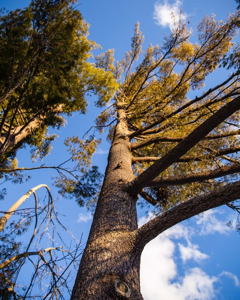 White Pine
