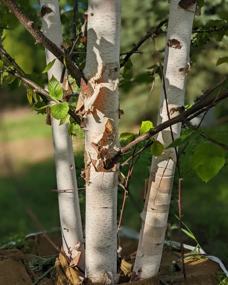 Paper Birch: White Bark Meets Golden Leaves