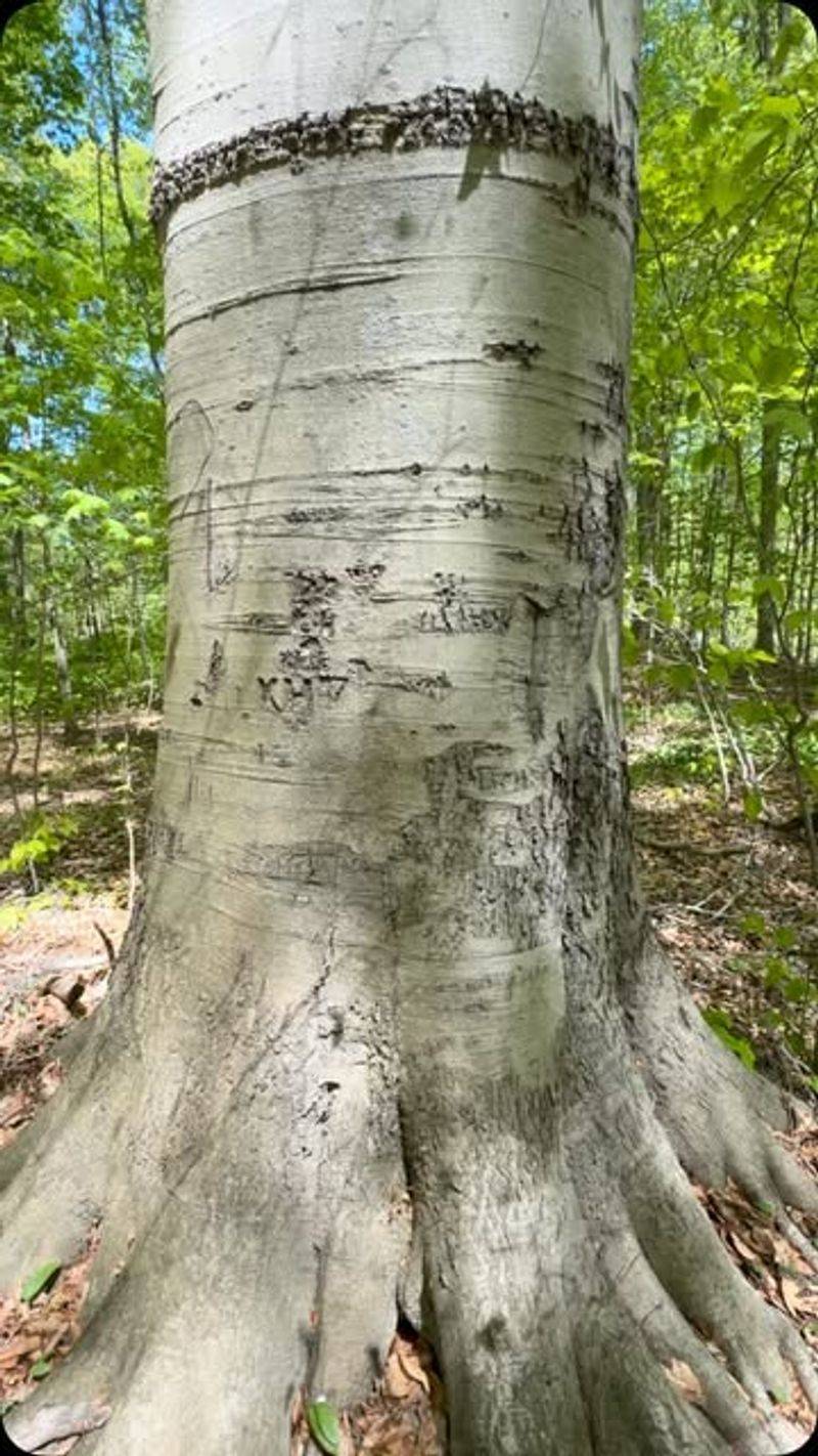 American Beech