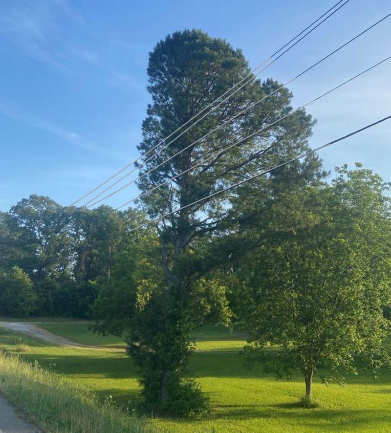 Trees On Utility Easements