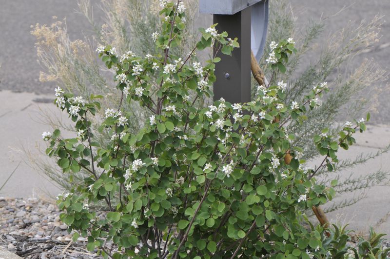 Serviceberry as a Japanese Barberry Replacement