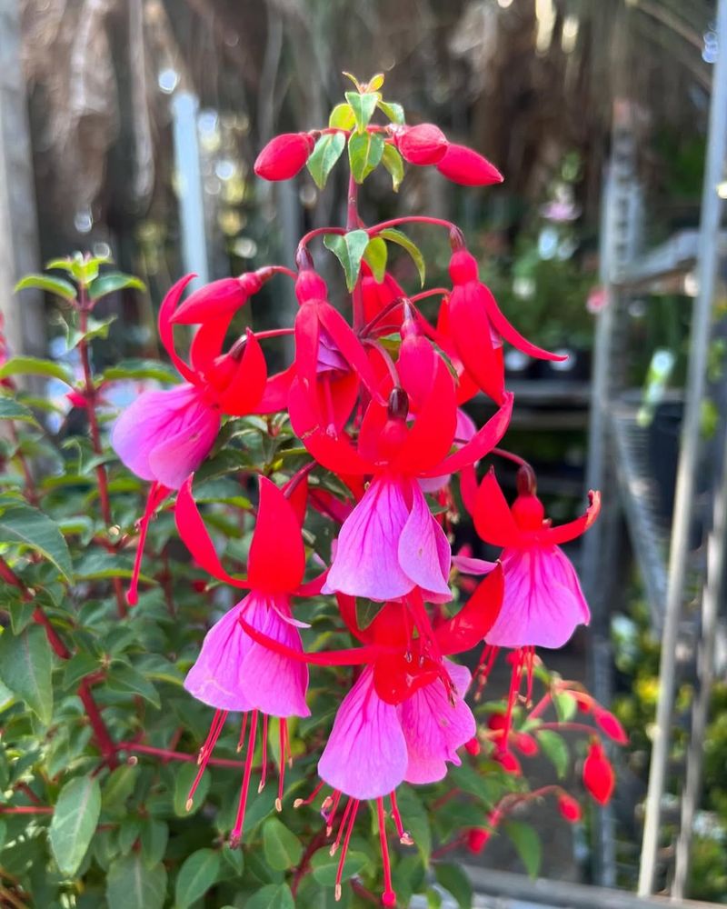 Red Fuchsia