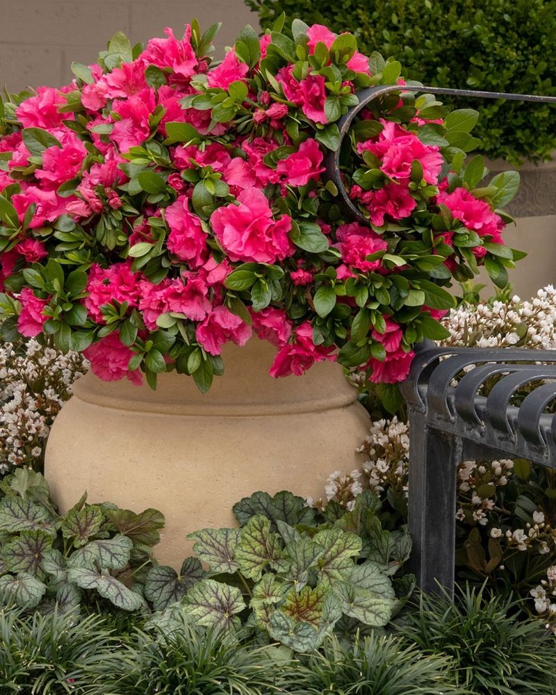 Red Azalea