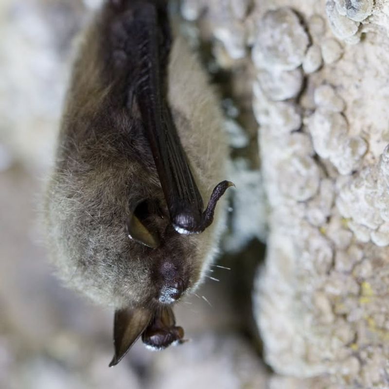 Little Brown Bat