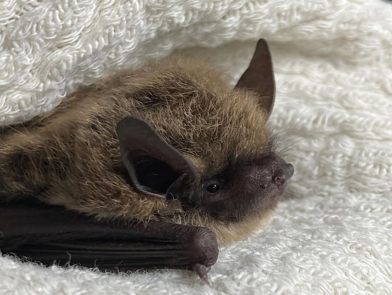 Northern Long-Eared Bats