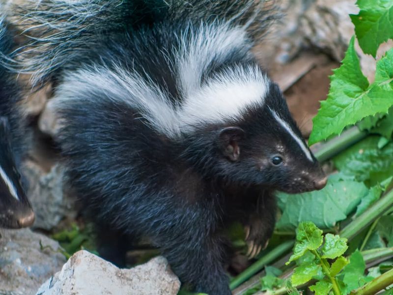 Striped Skunk