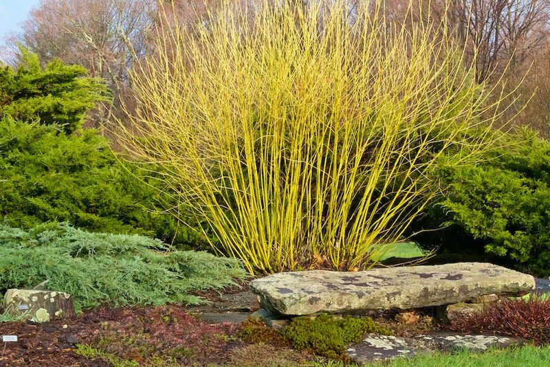 Yellow Twig Dogwood (Cornus sericea 'Flaviramea')