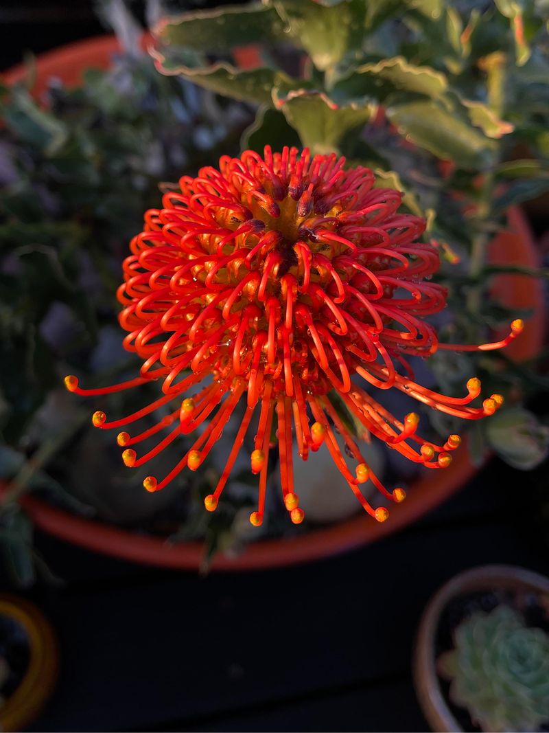 Red Leucospermum