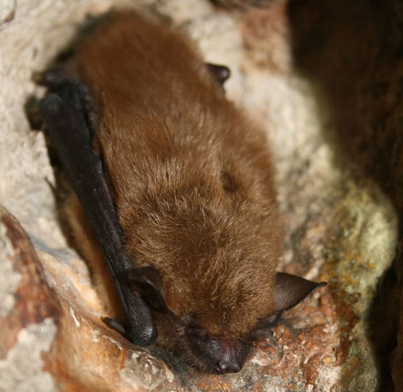 Little Brown Bat