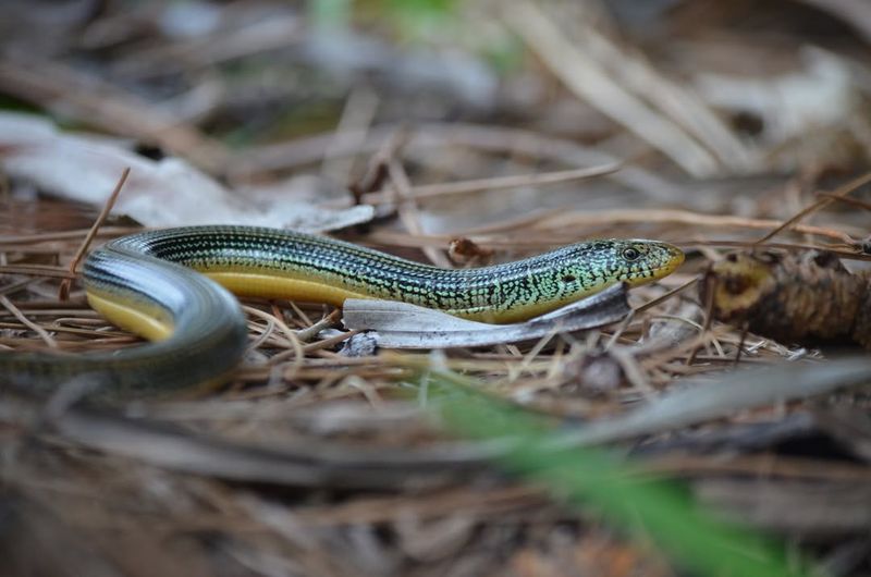 Eastern Glass Lizard